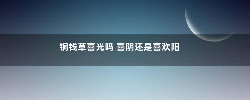 铜钱草喜光吗 喜阴还是喜欢阳光